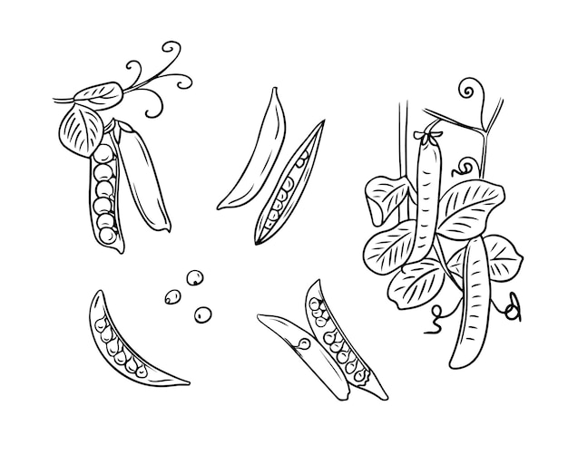 Vector zwarte met de hand getekende schetsvormige contouren van erwten