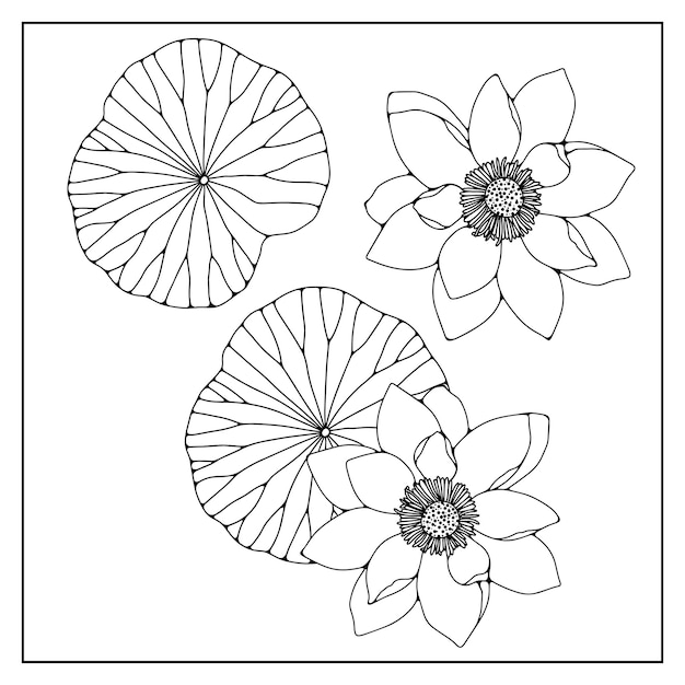 Zwarte omtrek van een waterlelie op een witte achtergrond Omtreck van een lotusbloem voor het kleuren van verschillende ontwerpen patronen