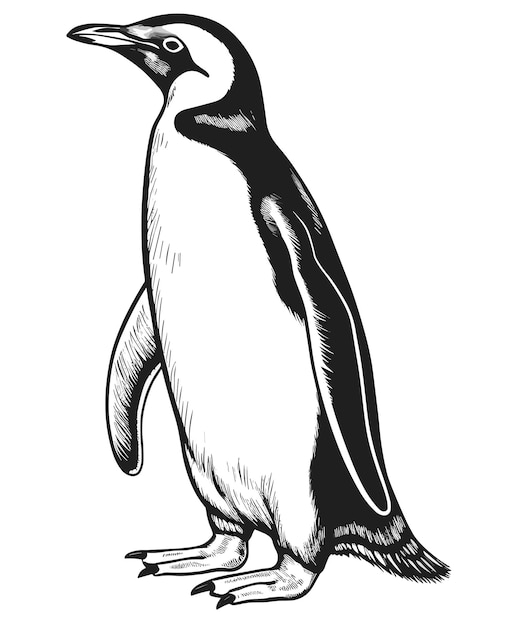 zwarte omtrek vector Penguin geïsoleerd op een witte achtergrond