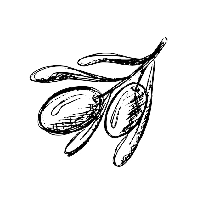 Zwarte scetch olijftak met bladeren en vruchten geïsoleerd op witte achtergrond vector