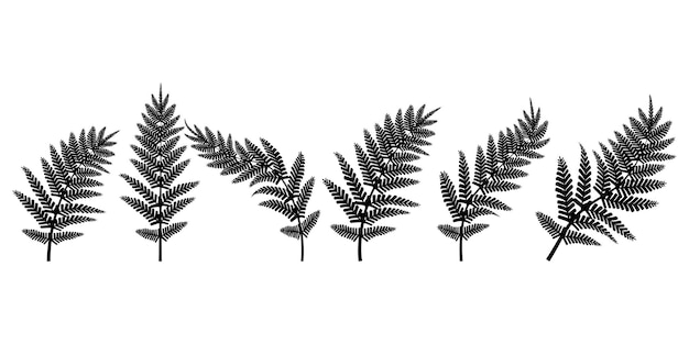 Zwarte takken fern Contour tekening Vector illustratie