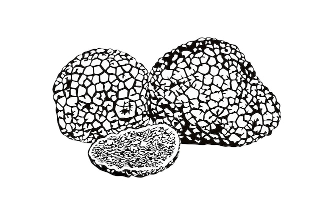 Vector zwarte truffels schetsen vectorillustratie