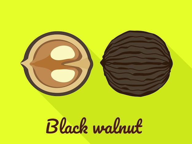 Zwarte walnoot pictogram Vlakke afbeelding van zwarte walnoot vector pictogram voor webdesign