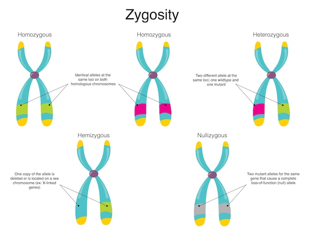 Vector zygositeit van chromosomen vectordiagram