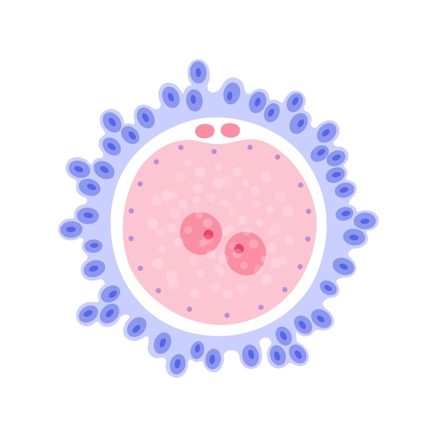 Vector zygote embryo icoon