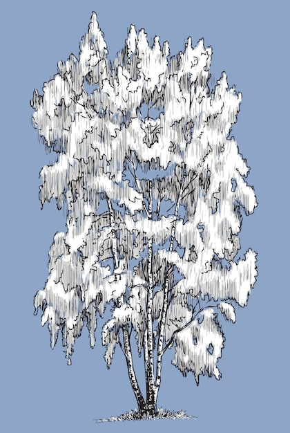 a birch tree in the winter season