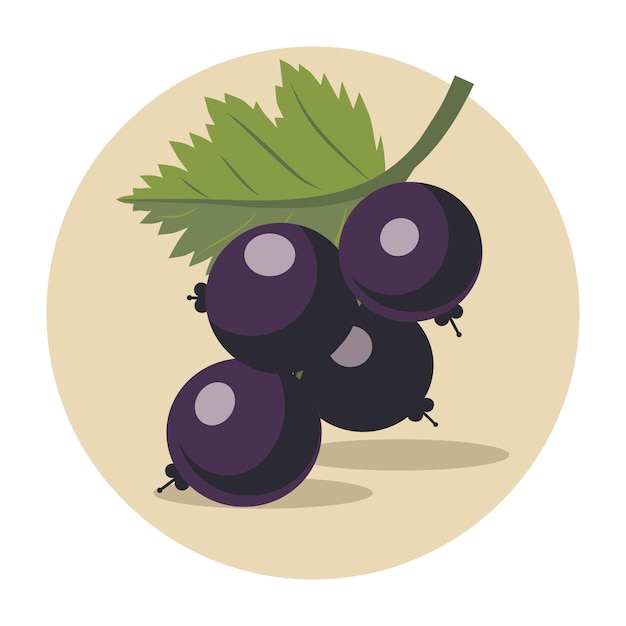 a black currant vector illustration is in the flat design style with simple shapes and clean lines