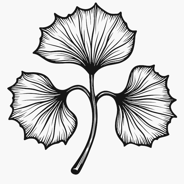 a drawing of a flower with the word hibiscus on it