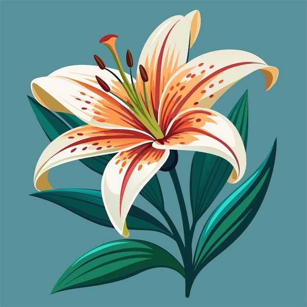a drawing of a lily with the words lily on it