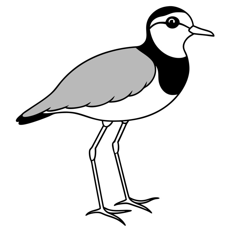 Vektör a drawing of a plover bird