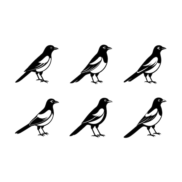 a series of black and white birds with different images of birds