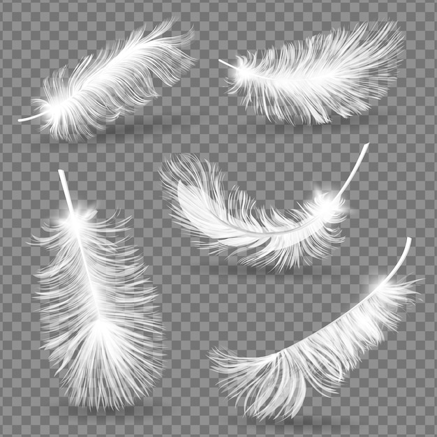 a set of white feathers with the word feather on a transparent background.