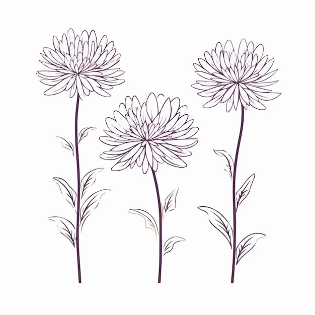 adaptable aster illustrations in various positions perfect for educational materials
