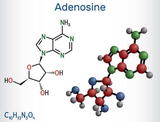 adenosine ribonucleoside molecule chemical structure and molecule model of nucleoside vector