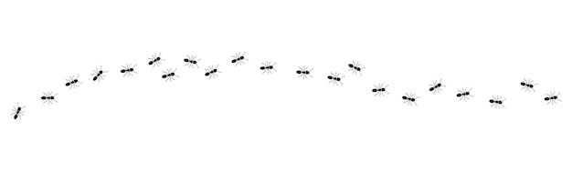 Aint trail Ant column Black insect silhouettes trip Teamwork hard work concept