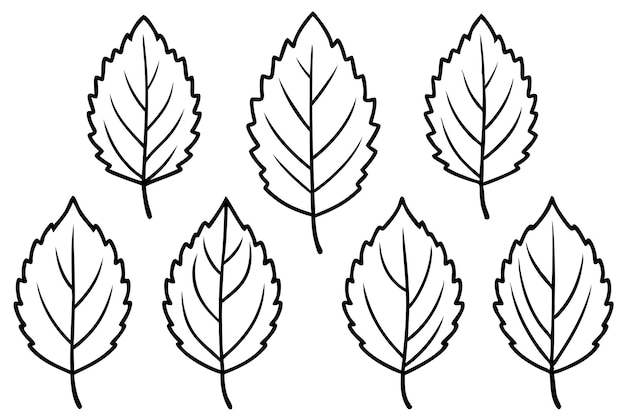 alder leaf line art exploring simplicity in alder leaf patterns