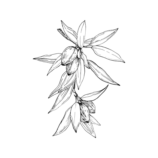 Almond branch vector illustrations hand drawn with ink