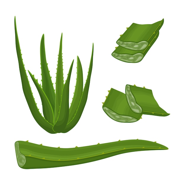 aloe image of the green medicinal plant aloe vera aloe leaves in section vector illustration