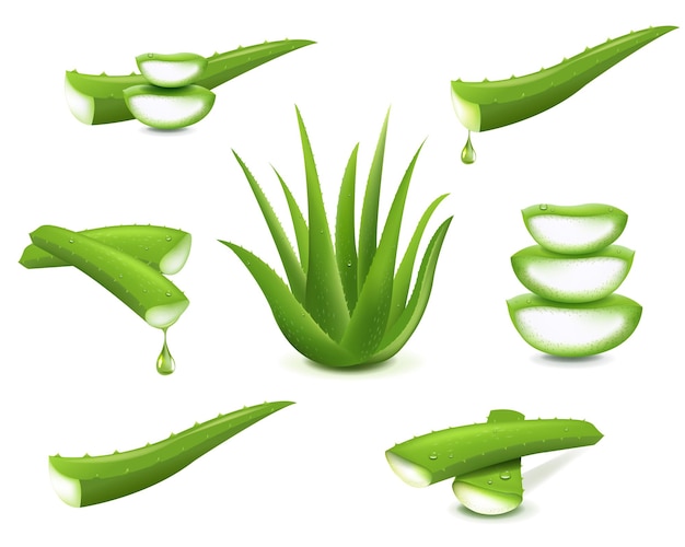 aloe vera set isolated white background