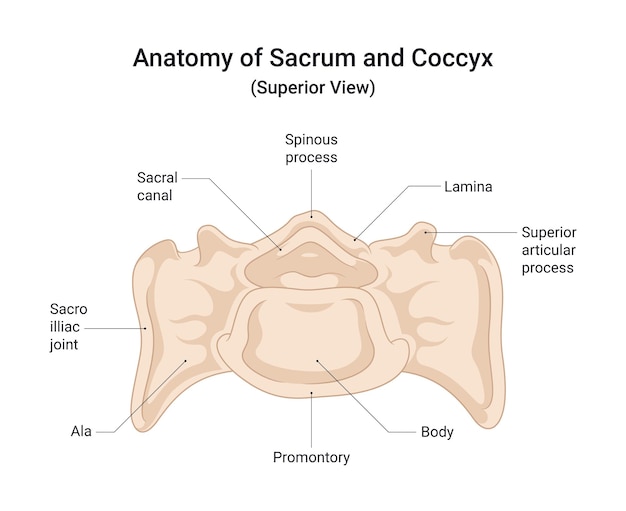 Anatomy of Sacrum and Coccyx Superior View