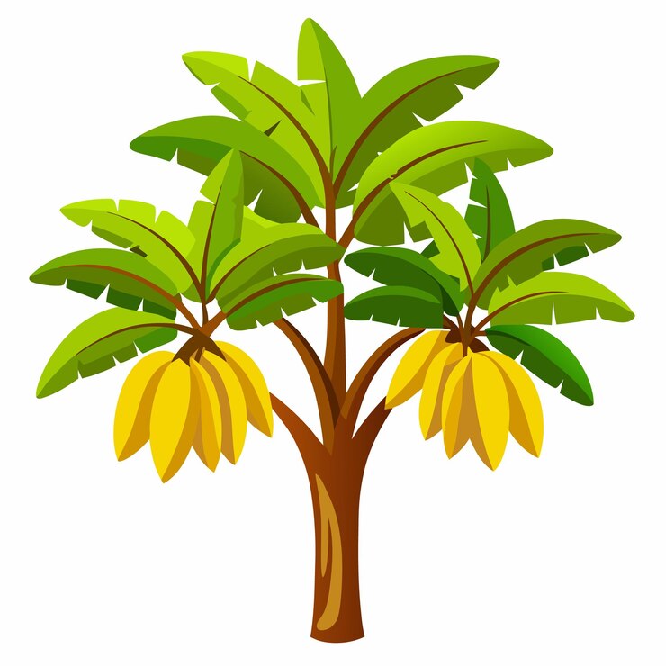 Banana tree illustration