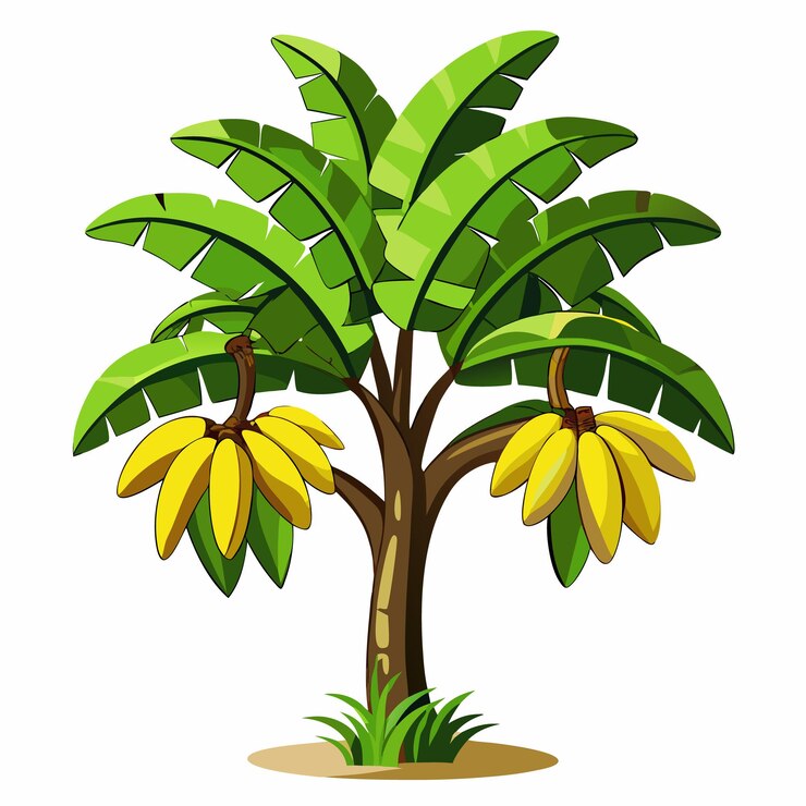 Banana tree with fruits