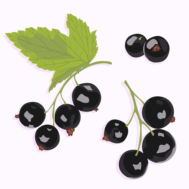 berries of black currant on a branch with leaves
