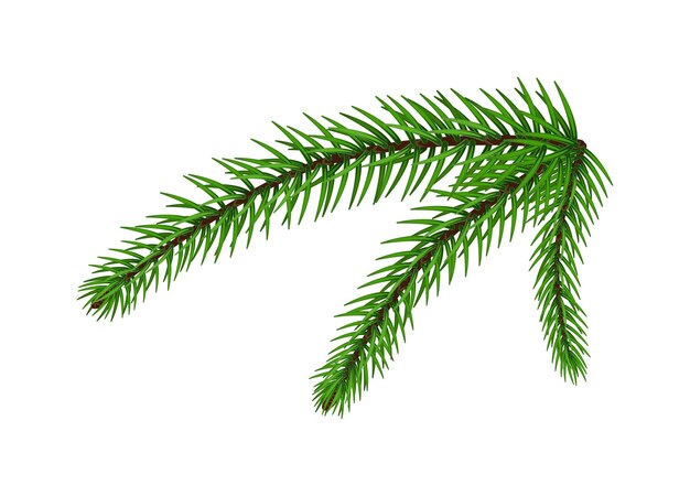 Beyaz üzerinde izole edilmiş Noel köknar ağacı dalı tasarım öğesi
