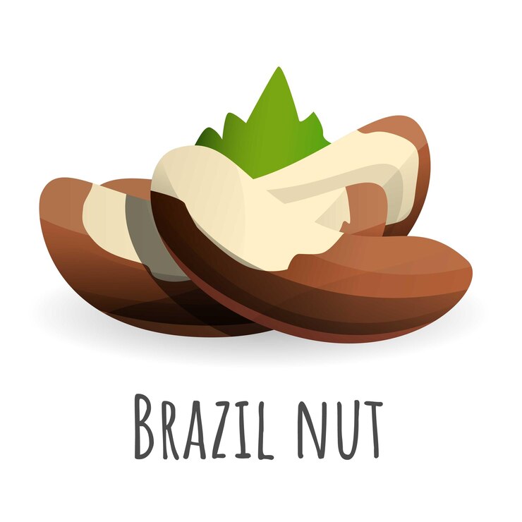 Vektör brazil nut icon cartoon of brazil nut vector icon for web design isolated on white background