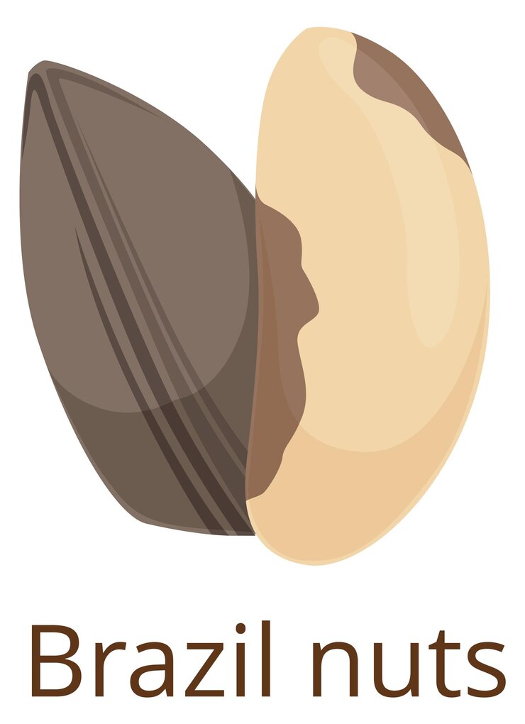 Vektör brazil nut icon vegan raw snack cartoon food