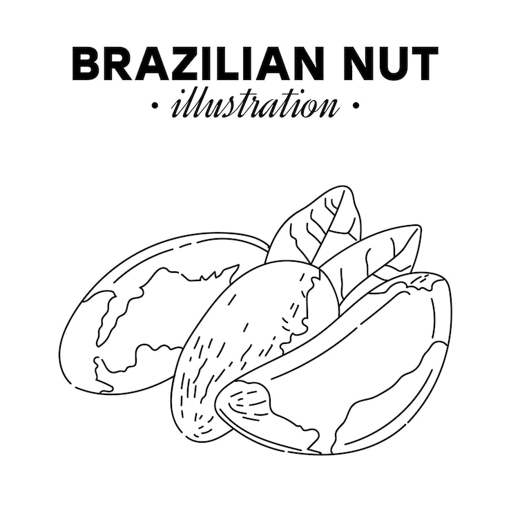 Vektör brazilian nut composition hand drawn sketch
