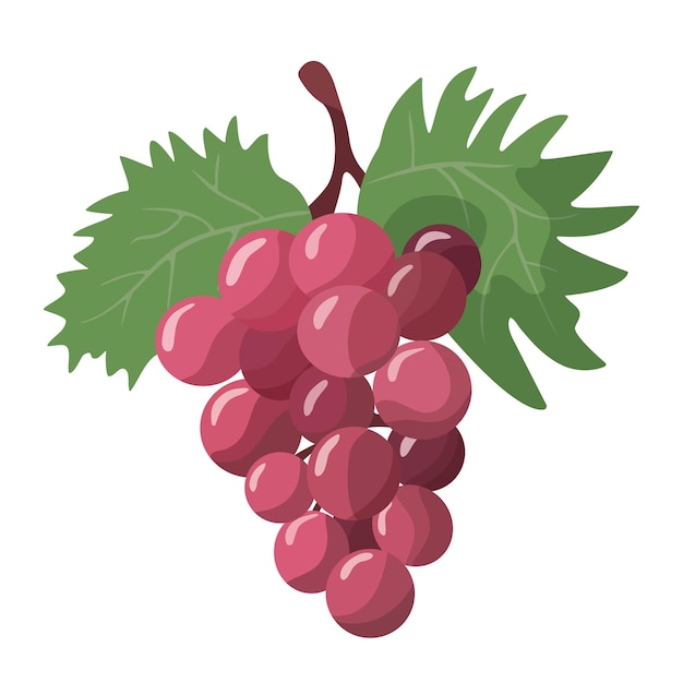 Bunch of juicy grapes with leaves in vector on white background