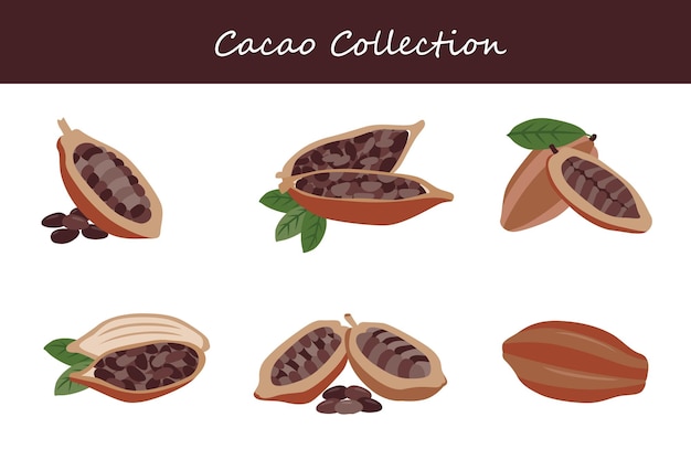 cacao collection cacao in different poses Vector illustration