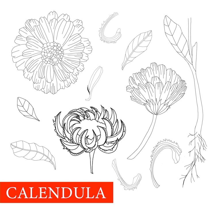 Vektör calendula black and white coloring marigolds flower botanical illustration