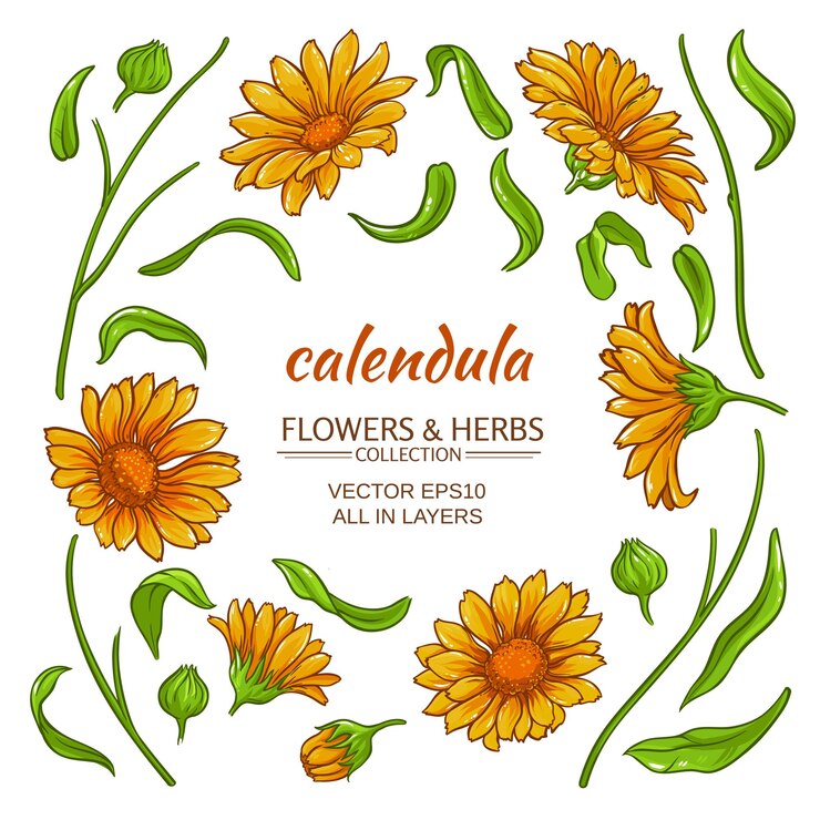Vektör calendula elements vector set