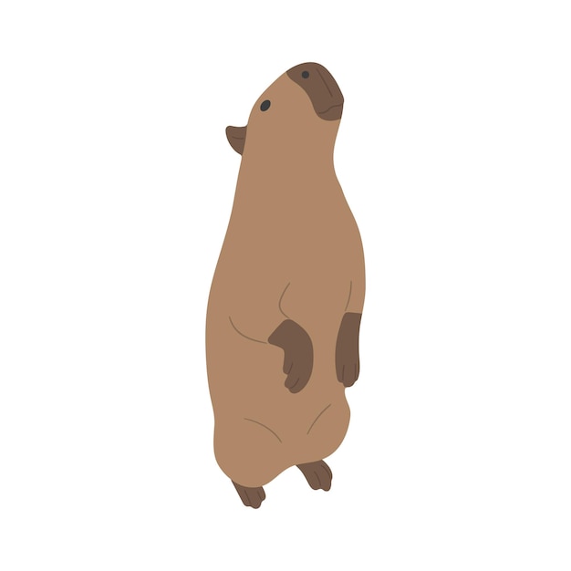 capybara single 25