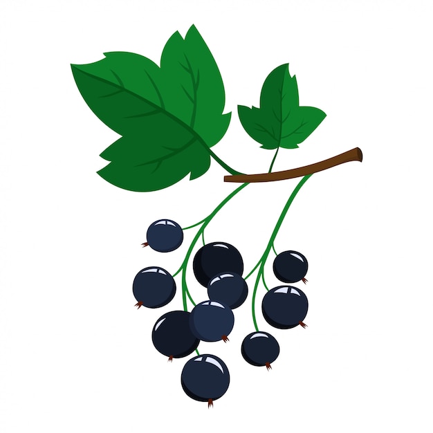 cartoon black currant berries with green leaves isolated on white background.