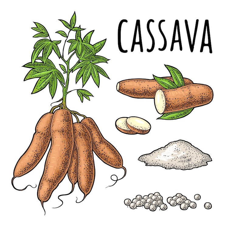 Vektör cassava manioc plants with leaves tuber slice tapioca ball bunch of starch ingredients for bubble milk tea vector color vintage engraving illustration isolated on white background