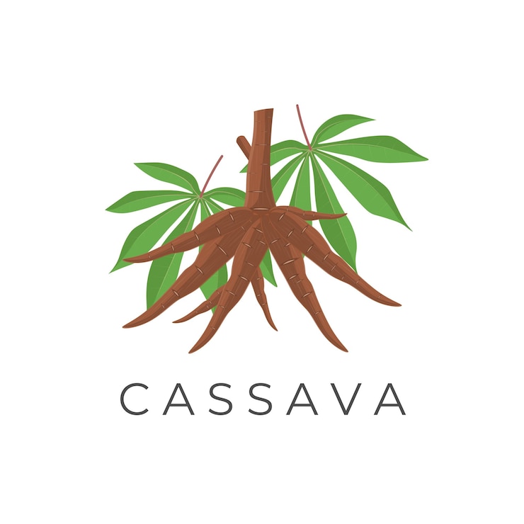 Vektör cassava root realistic vector illustration logo