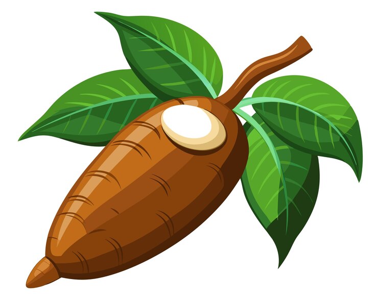 Vektör cassava vector illustration isolated in white background