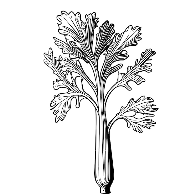 Celery hand drawn sketch illustration in doodle style vegetables