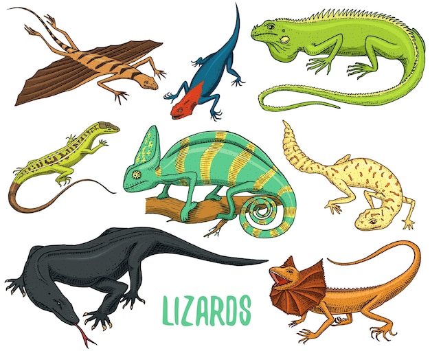Chameleon Lizard green iguana Komodo dragon monitor American Sand exotic reptiles or snakes