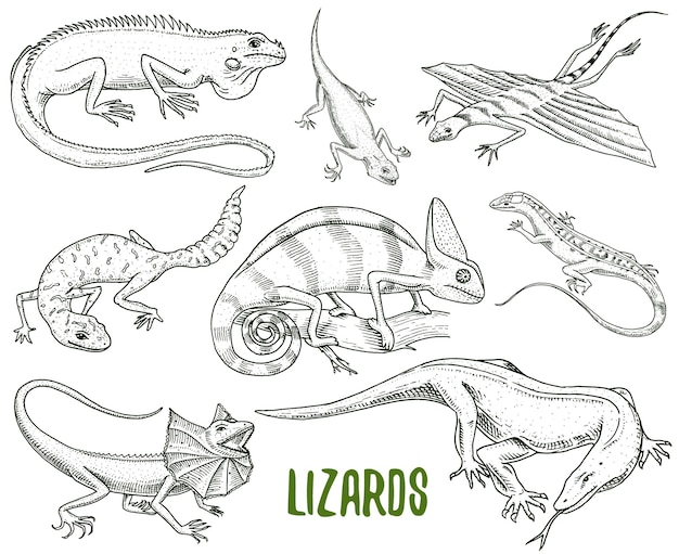 Chameleon Lizard green iguana Komodo dragon monitor American Sand exotic reptiles or snakes