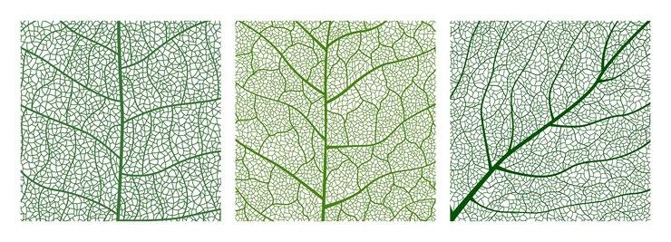 Closeup green leaf texture with intricate details of leaf veins showcasing natures botanical