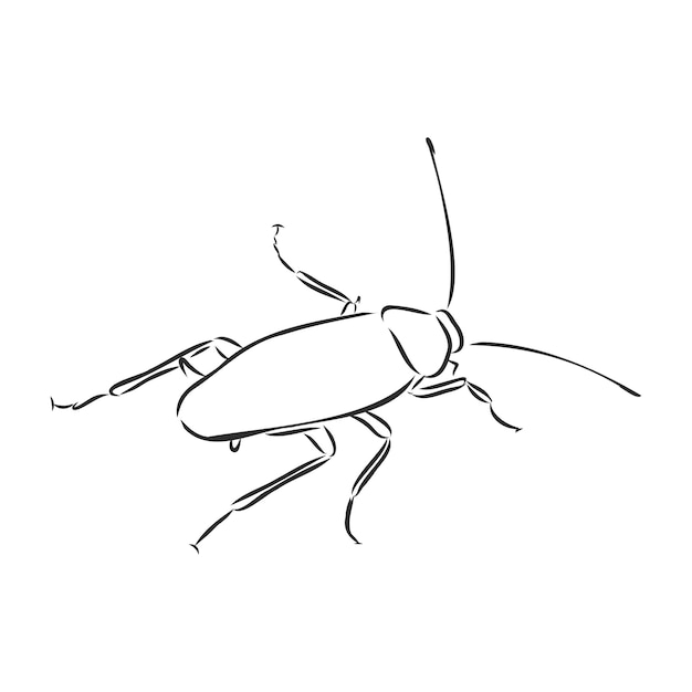 Cockroach insect pest realistic vector sketch illustration