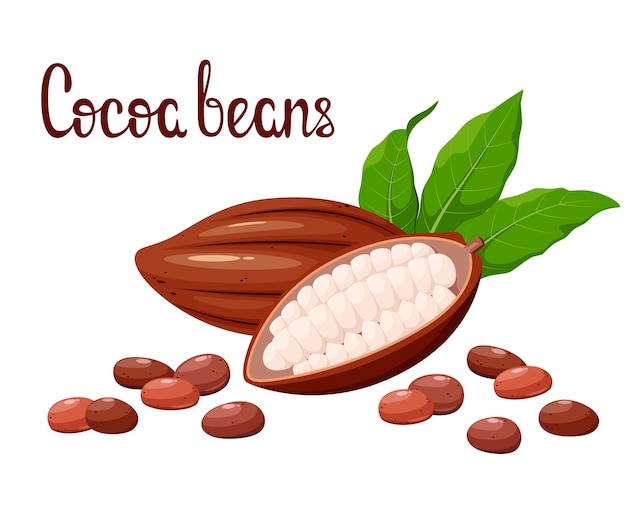 Cocoa beans on a white background Cartoon design