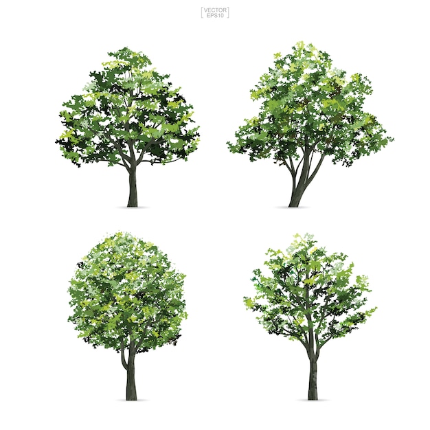 Collection of tree isolated on white background.
