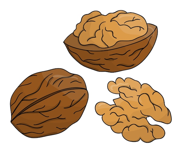 colored walnut icon. Set of isolated monochrome nuts. Food line drawing illustration in cartoon or doodle style isolated