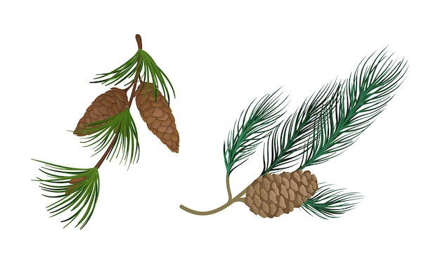 coniferous evergreen tree branch with hanging strobile and needles vector set