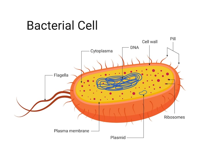 Vektör diagram of bacterial cell structure